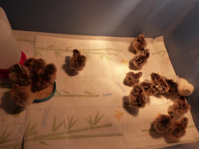9077_partridge_chicks_045.jpg