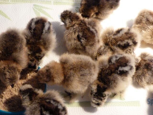 9077_partridge_chicks_047.jpg