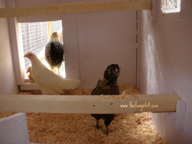 90789_inside_the_coop.jpg