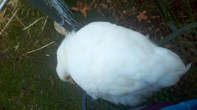 90790_2011-10-16_09-38-52_363.jpg