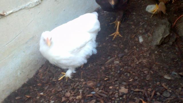 90790_2011-10-16_09-41-44_294.jpg