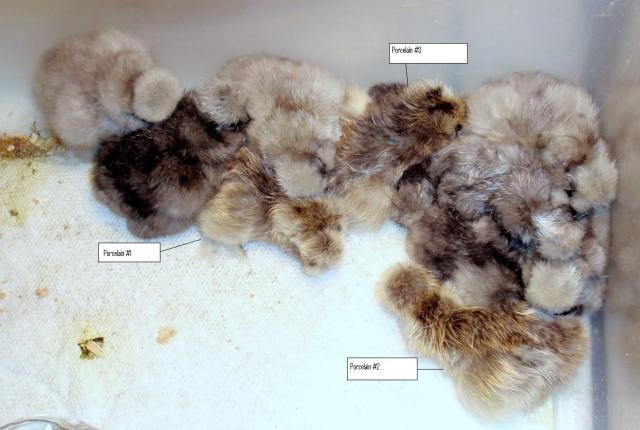 9079_porcelain_chicks.jpg