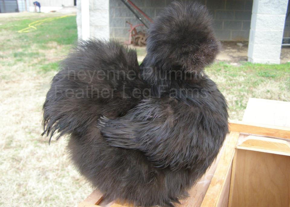 9079_tcs_black_pullet_-_champion_for_plummers.jpg