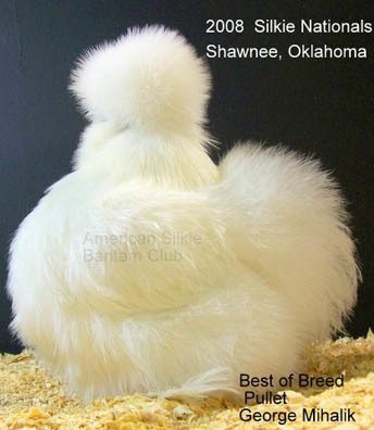 9079_typey_white_hen.jpg
