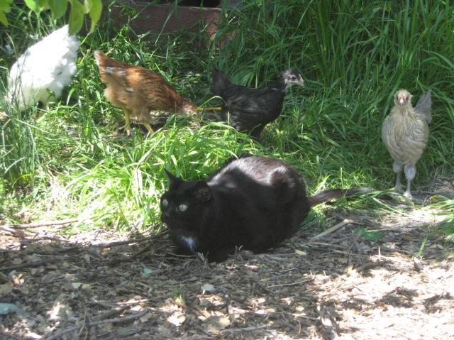 90932_inky_and_chickens.jpg