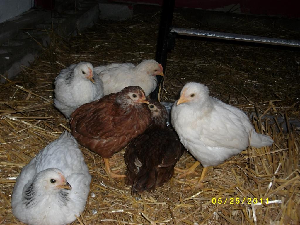 90938_chickens_011.jpg