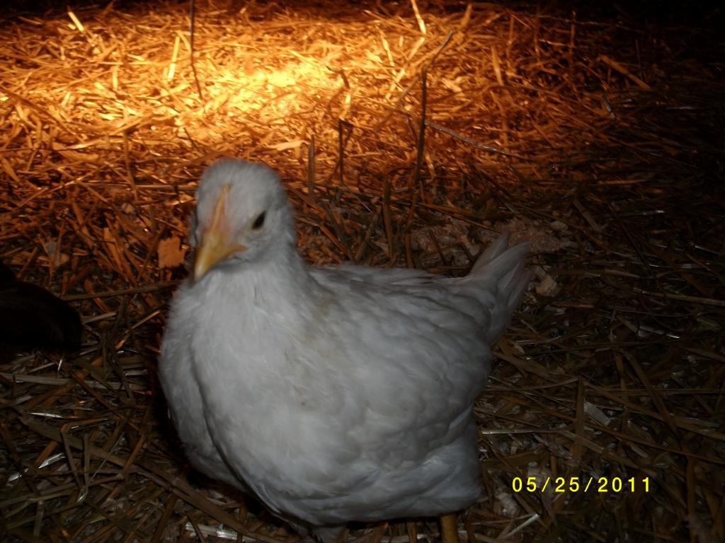 90938_chickens_020.jpg