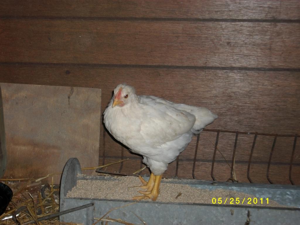 90938_chickens_027.jpg