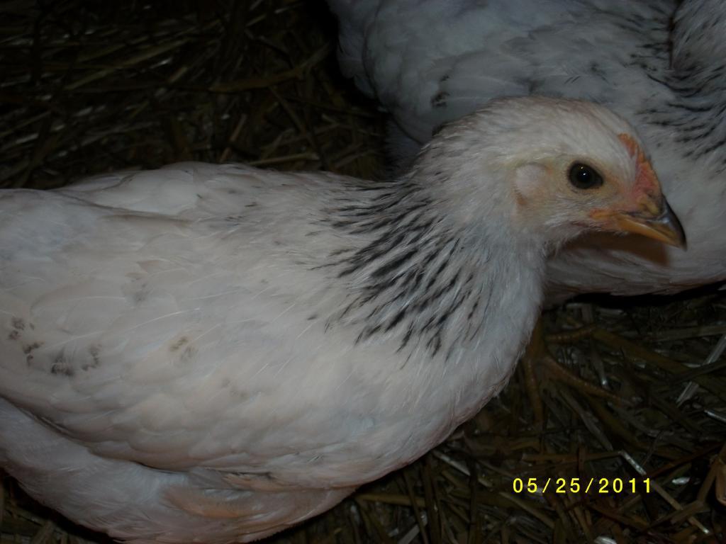 90938_chickens_032.jpg