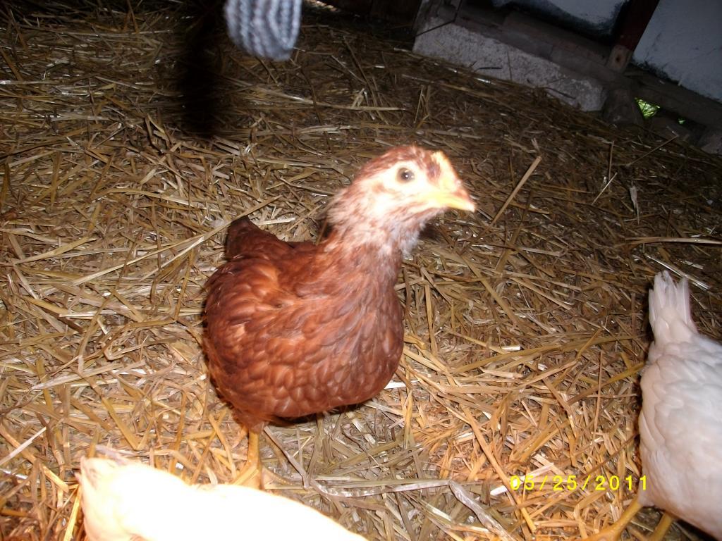 90938_chickens_038.jpg