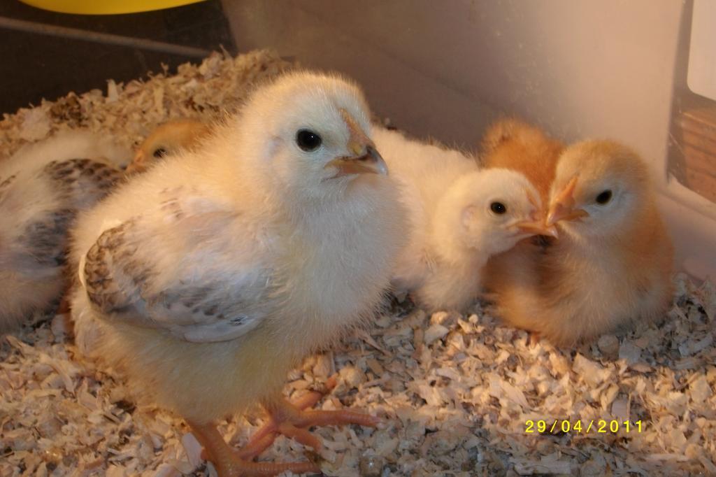 90938_chickenz_12.jpg