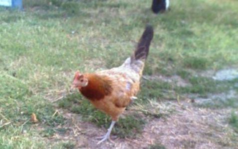 90985_gamehen.jpg