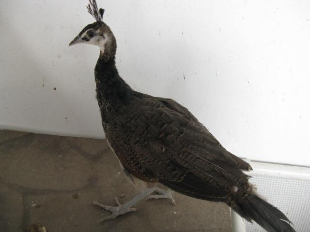 91163_img_7487.jpg