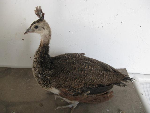 91163_img_7494.jpg