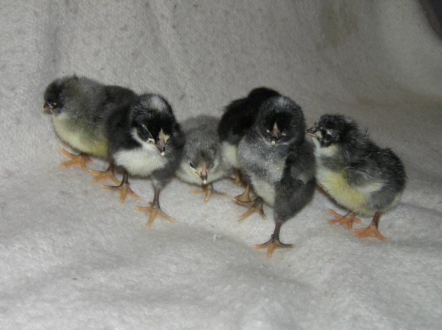 9122_hatchlings_002.jpg