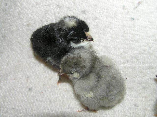 9122_hatchlings_007.jpg