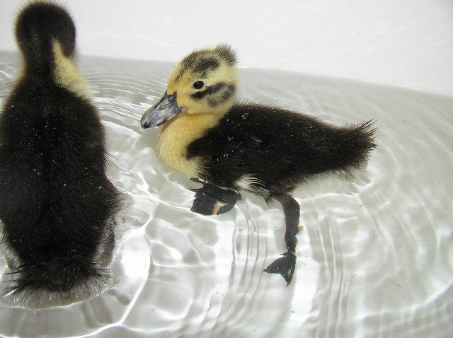 9122_swimming_duckies_004.jpg