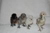 91292_3_silkies_1_polish_crested_2-16-11.jpg