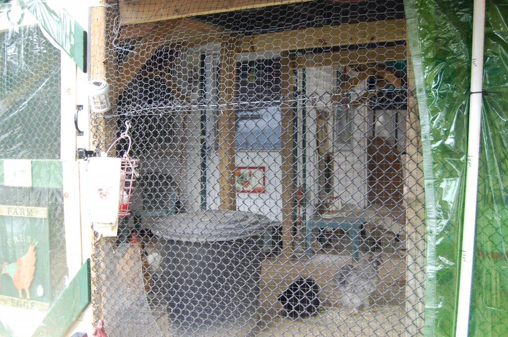 91292_homeless_chicken_shelter_w_squatters_003.jpg