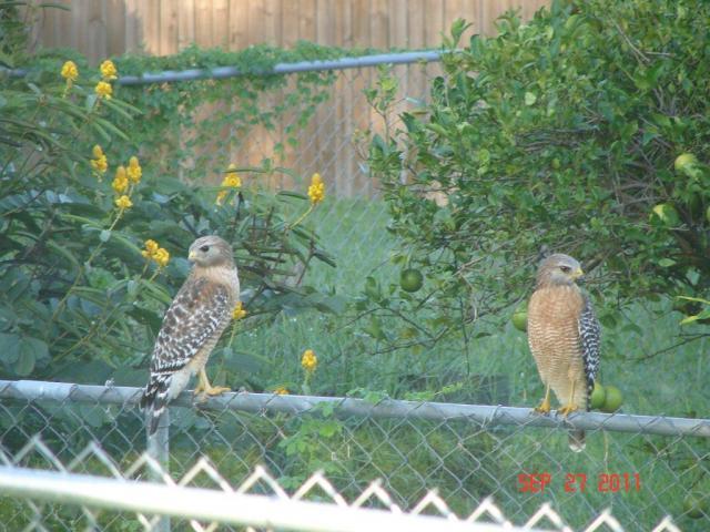 91292_juvenile_coopers_hawks2.jpg