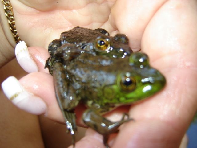 91292_our_baby_frogs_005.jpg