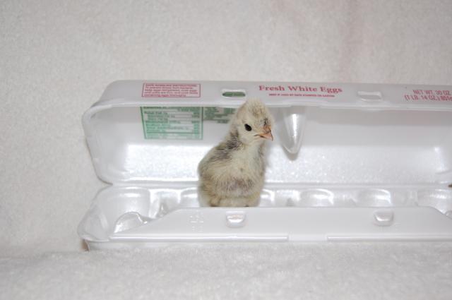 91292_trouble_in_egg_carton_2-16-11.jpg