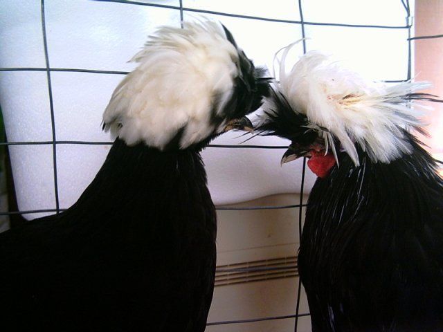 9132_picture_109.jpg