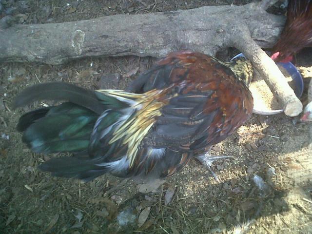91514_sues_tailfeathers.jpg