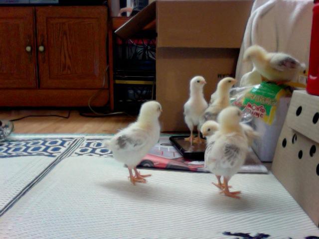 91526_6_chicks_exploring.jpg