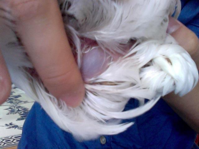 91526_sick_chick_air_bubble.jpg