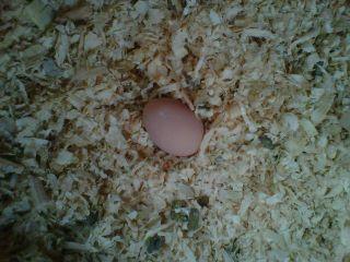 91661_first_egg.jpg