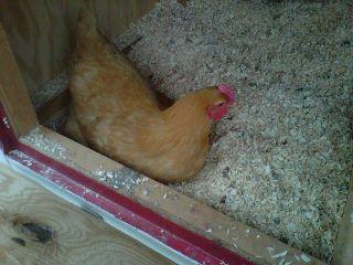 91661_first_egg_hen.jpg