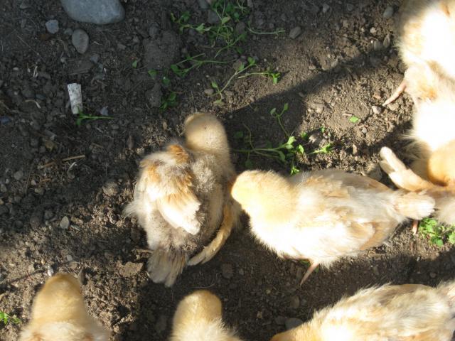 91661_kodiak_and_chickens_103.jpg