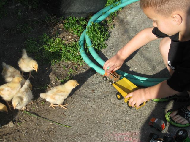 91661_kodiak_and_chickens_105.jpg