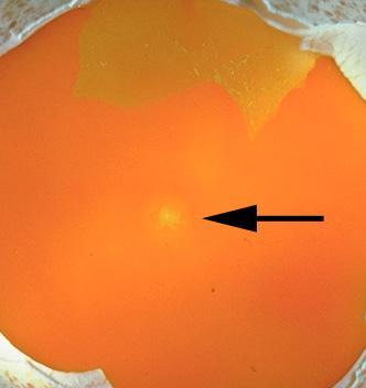 91691_infertile_turkey_egg.jpg