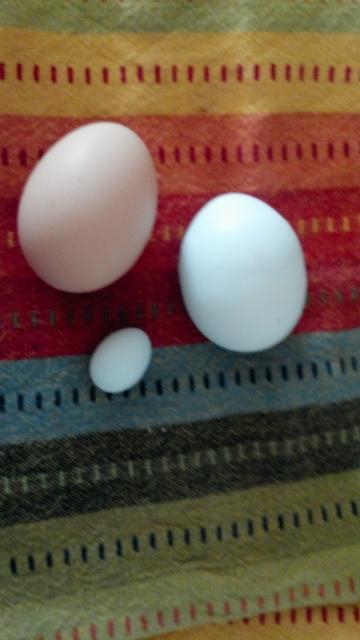 91773_stellas_little_egg.jpg