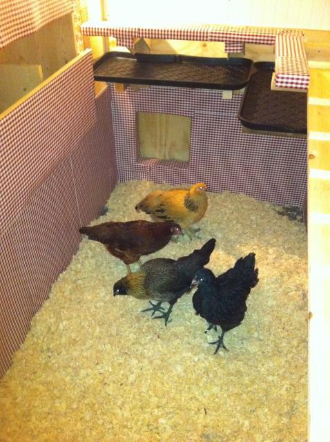 91783_hens_gingham_poop_boards.jpg