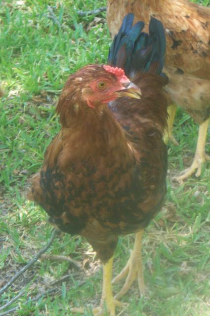 91895_chicken2.jpg