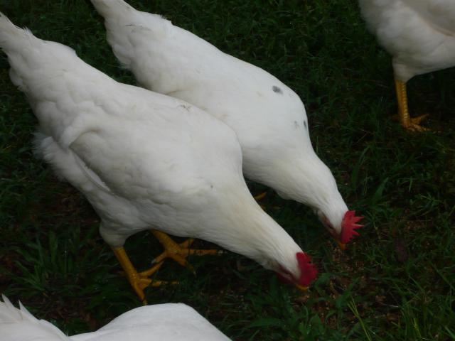 91931_p1020653.jpg