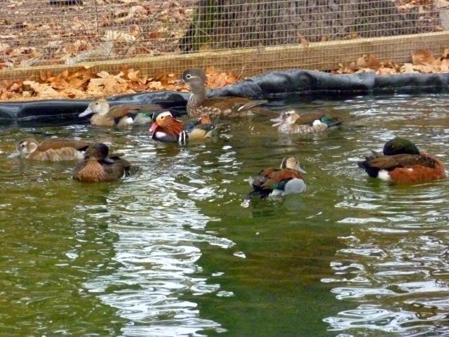91962_new_ducks.jpg