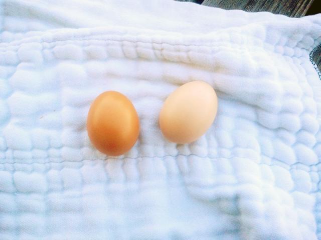 91976_eggs_for_color_and_size.jpg