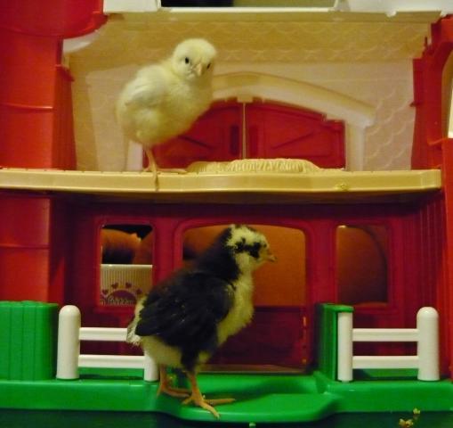 91980_barn_raised_chicks.jpg