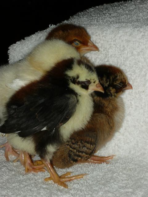 91980_chickie_huddle.jpg