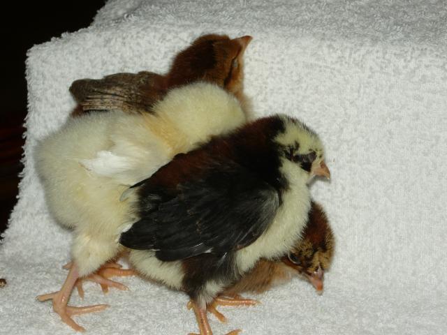 91980_chickie_huddle_2.jpg