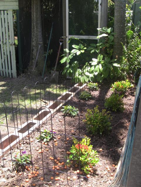91980_coop_garden.jpg