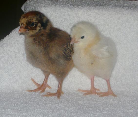 91980_lacey_and_nutmeg.jpg