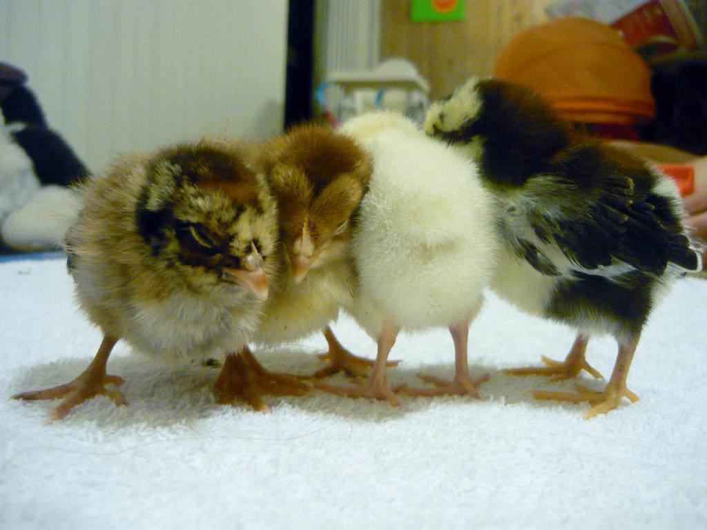 91980_newbie_chooks.jpg