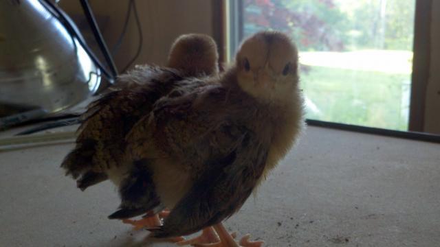 92041_6-17-11chicks.jpg