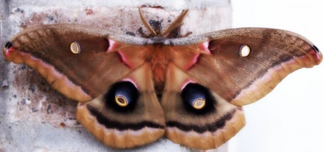 92090_moth.jpeg