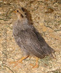 92090_silverleghorn3wks.jpeg